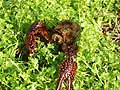 Guy Fanguy - Artist - Photographer - Guy Fanguy - Crawfish - Louisiana (5).jpg Size: 127575 - 8